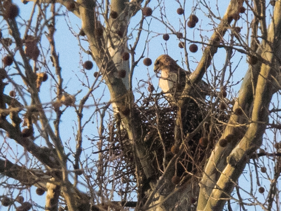 Hawk in nest